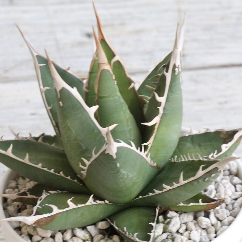 アガベ　帝釈天　覆輪　希少レア株 アガベ 帝釈天 | hanayoshi-botanical