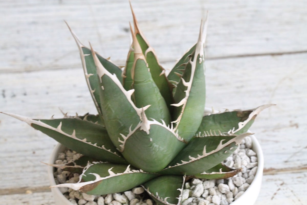 アガベ 帝釈天 | hanayoshi-botanical