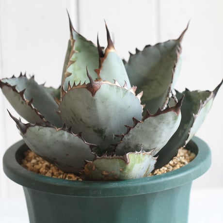 Agave titanota  ブラック＆ブルー