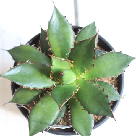 Agave ホリダ