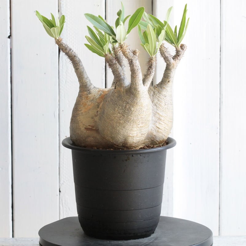 最終値下げ特価❗本日まで❗早いもの勝ち❗パキポディウム　グラキリス現地球　大株 パキポディウム グラキリス 【現地球/発根済み】HK2402614