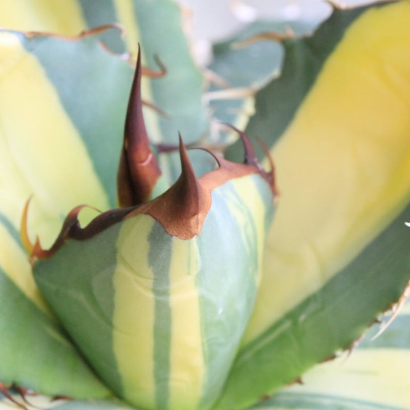 ホリダ　黄中斑　アガベ　錦　チタノタ アガベ チタノタ錦（黄散斑） | hanayoshi-botanical