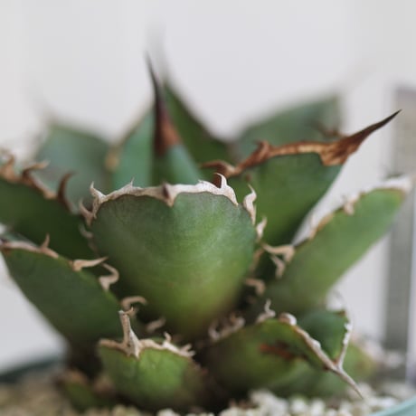 チタノタfo76 | STORES