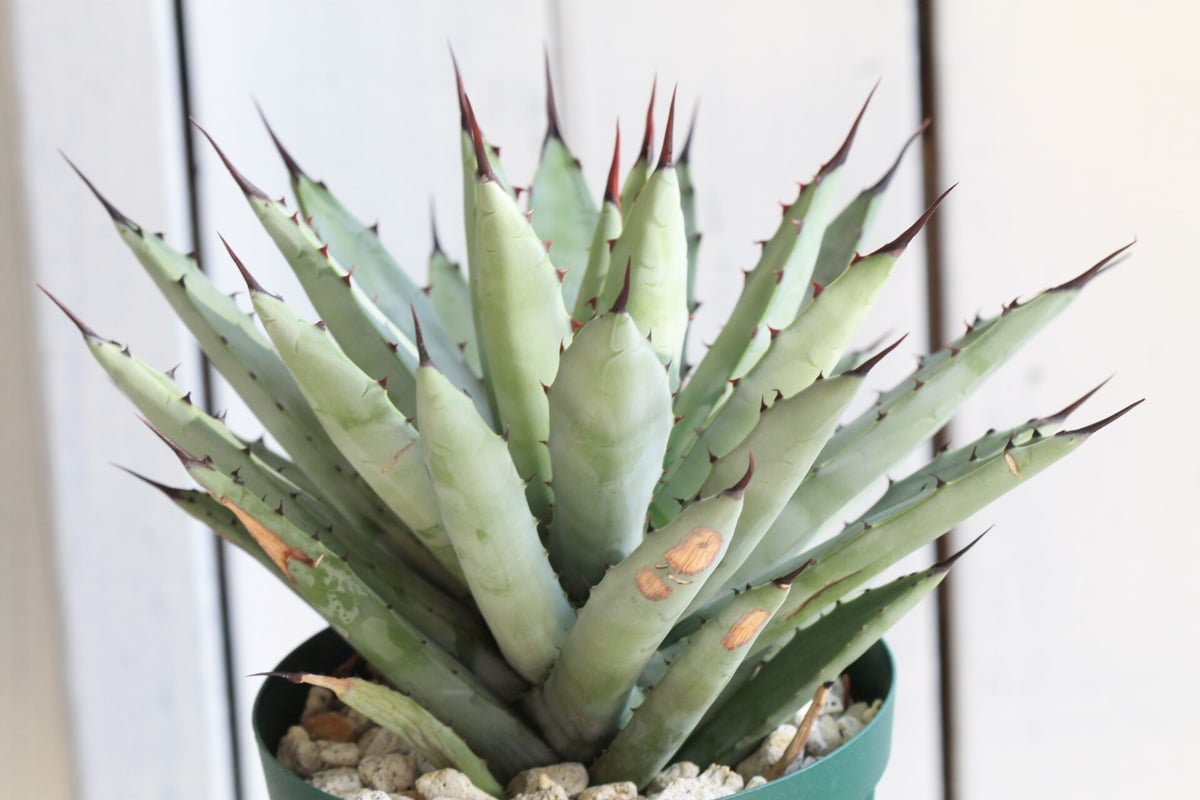 アガベ　オリザバ　斑入り　13センチ❗　① アガベ オリザバ縞斑 希少株