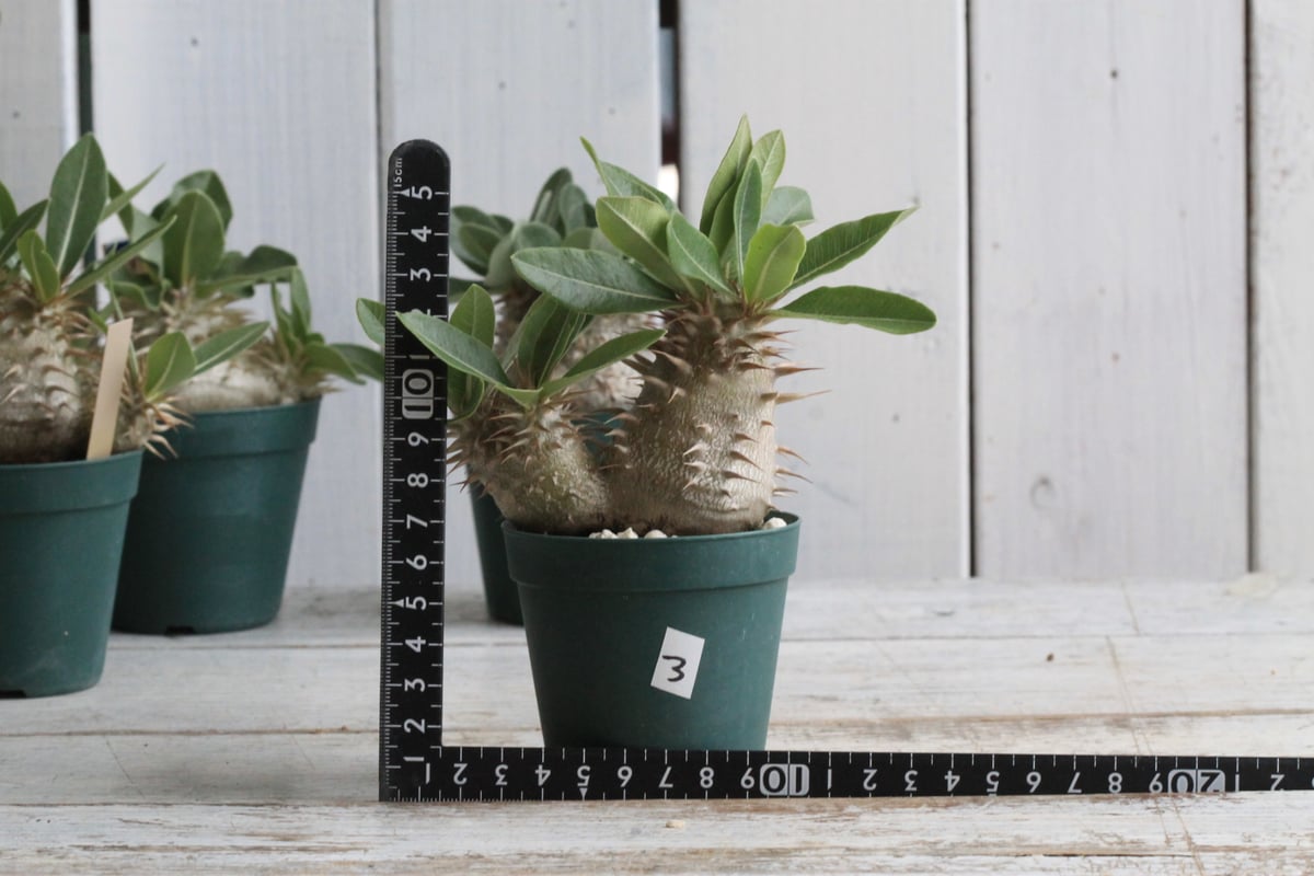 パキポディウム ラウヒー 実生③ | hanayoshi-botanical