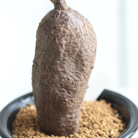 キフォステンマ　モンタグナッキー