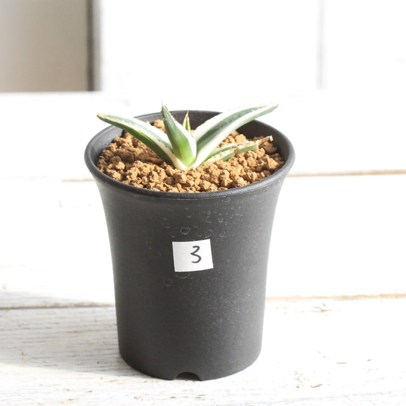 アガベ　氷山 アガベ 氷山 | hanayoshi-botanical