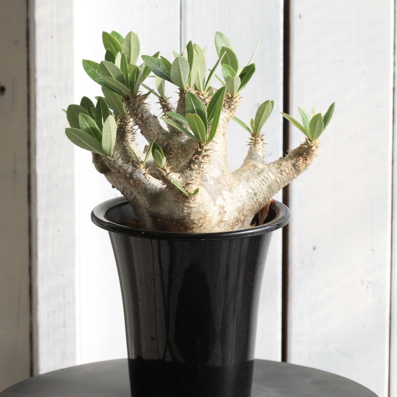 パキポディウム マカイエンセ | hanayoshi-botanical