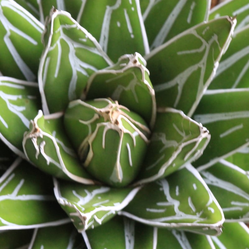 特選　アガベ　姫笹の雪 特選姫笹の雪 入荷しました♪ ヨーロッパからの輸入株 #笹の雪 #児玉姫