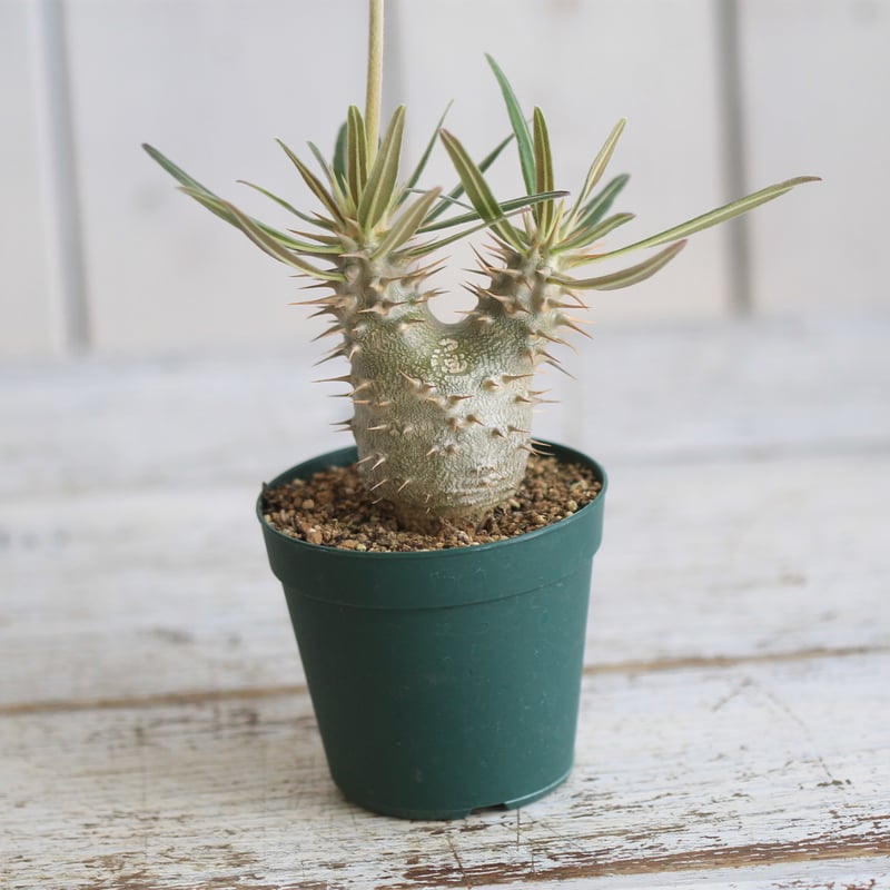 パキポディウム カクチペス 実生② | hanayoshi-botanical