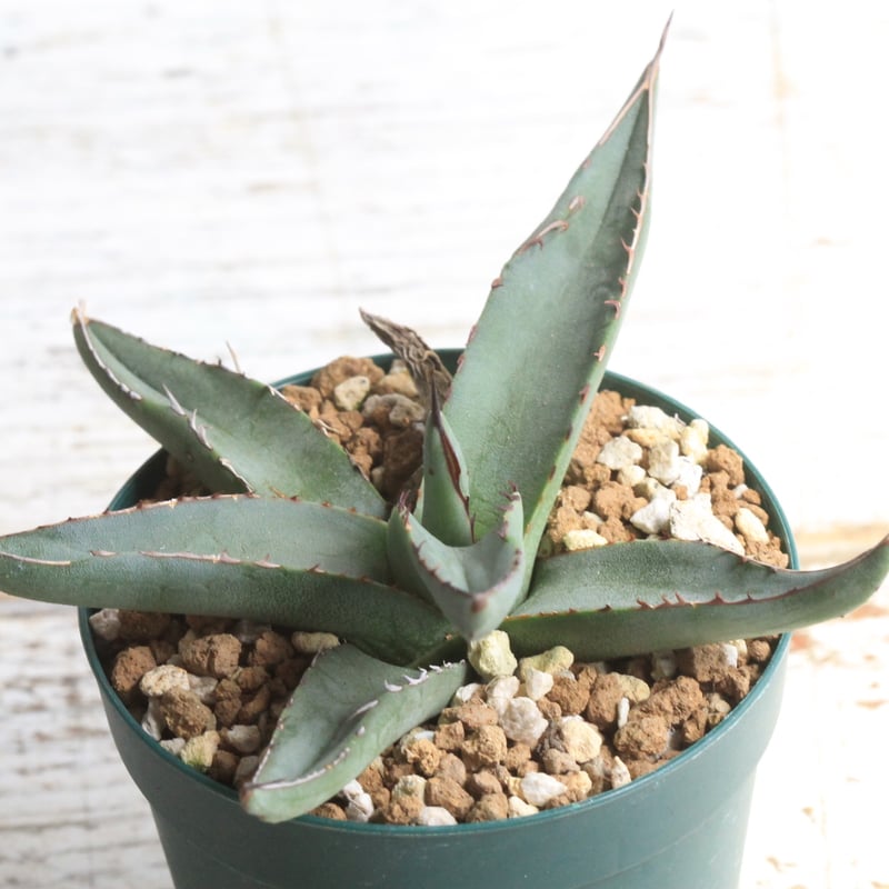 アガベ シャークスキン② | hanayoshi-botanical