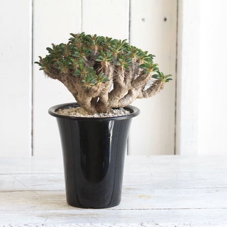 Euphorbia ギラミニアーナ