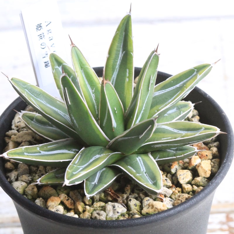 アガベ姫笹の雪3.5号鉢つき大株❗