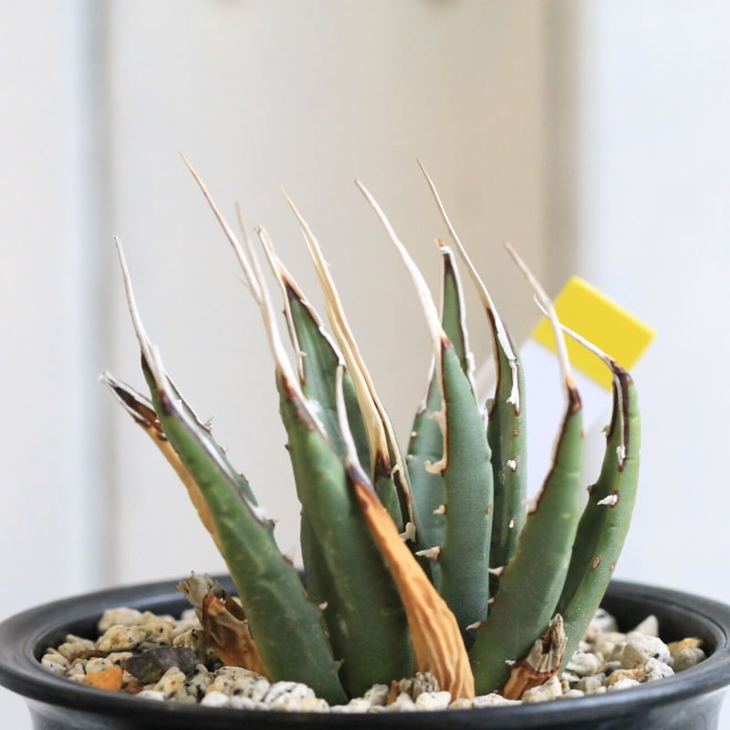 アガベ ユタエンシス カイバベンシス | hanayoshi-botanical