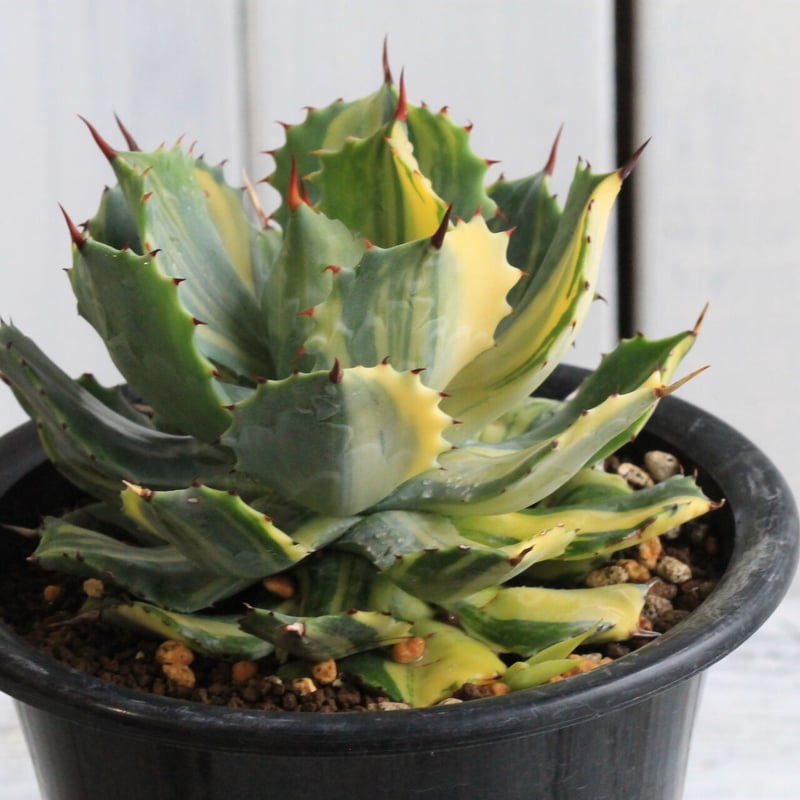 アガベ イシスメンシス錦 | hanayoshi-botanical