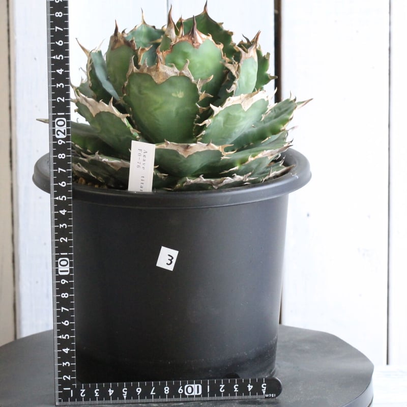 アガベ チタノタ FO-76 現品鉢ごと アガベ チタノタ FO-76 現品鉢ごと