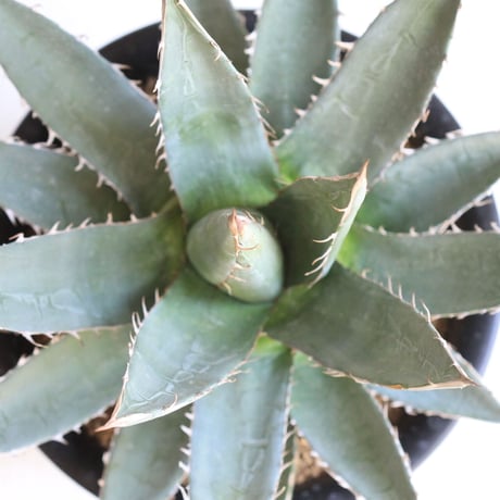 Agave purpusolm　帝釈天
