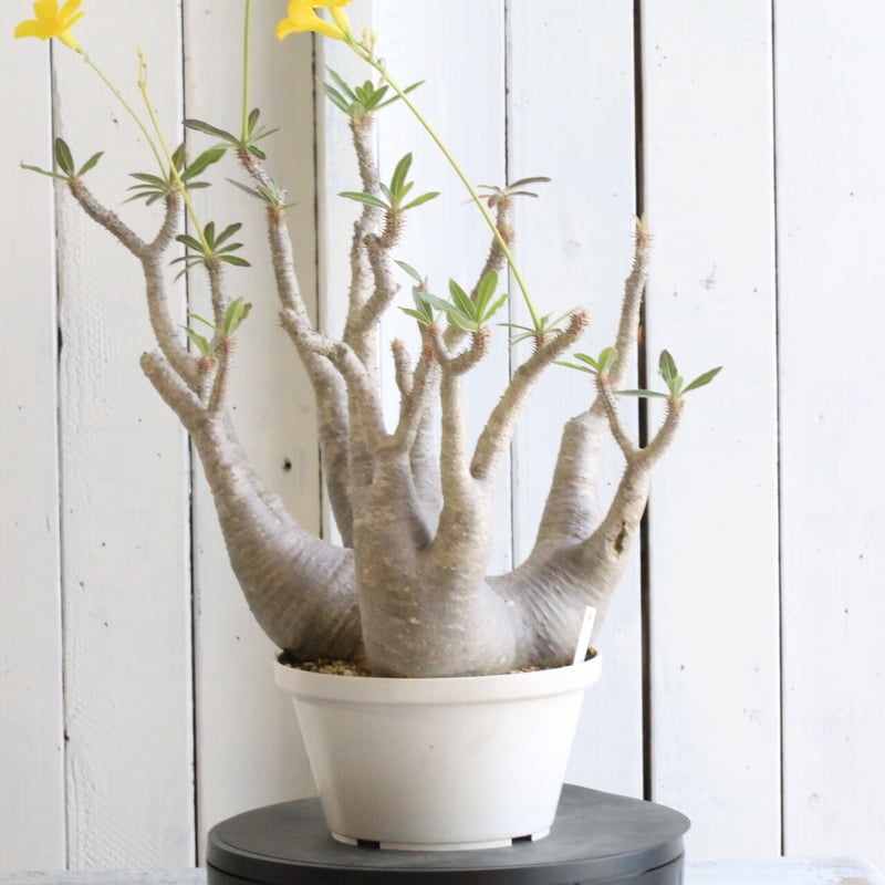 パキポディウム マカイエンセ | hanayoshi-botanical