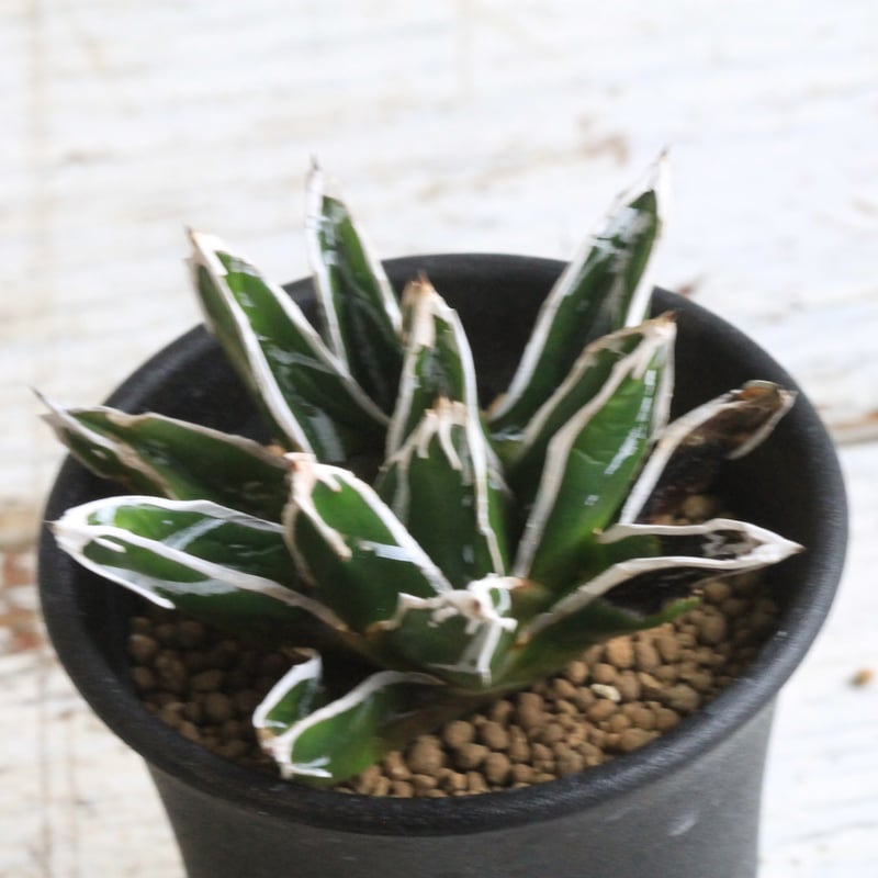 アガベ 特選笹の雪（S-1） | hanayoshi-botanical