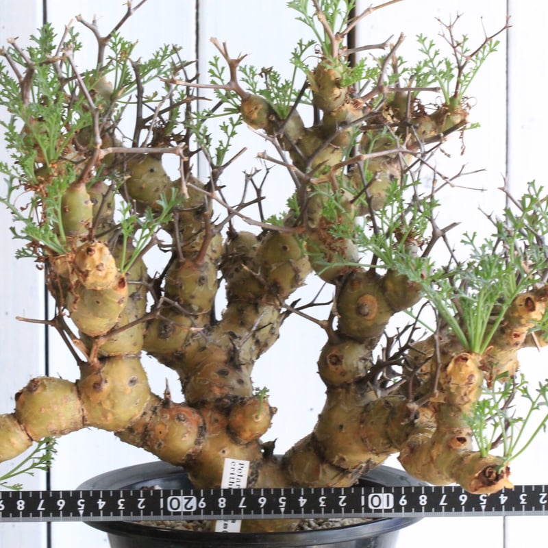 ペラルゴニウム クリズミフォリウム | hanayoshi-botanical