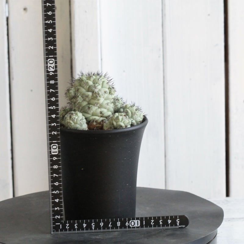 オルテゴカクタス マクドガリー | hanayoshi-botanical
