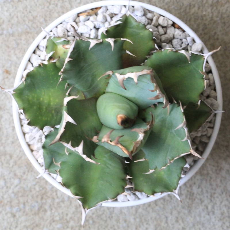 迫力！　アガベ チタノタ　約20センチ 迫力！ アガベ チタノタ 約20センチ