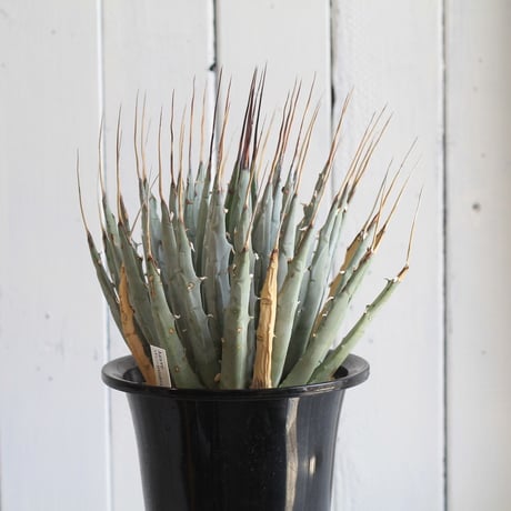 Agave　ユタエンシス　エボリスピナ