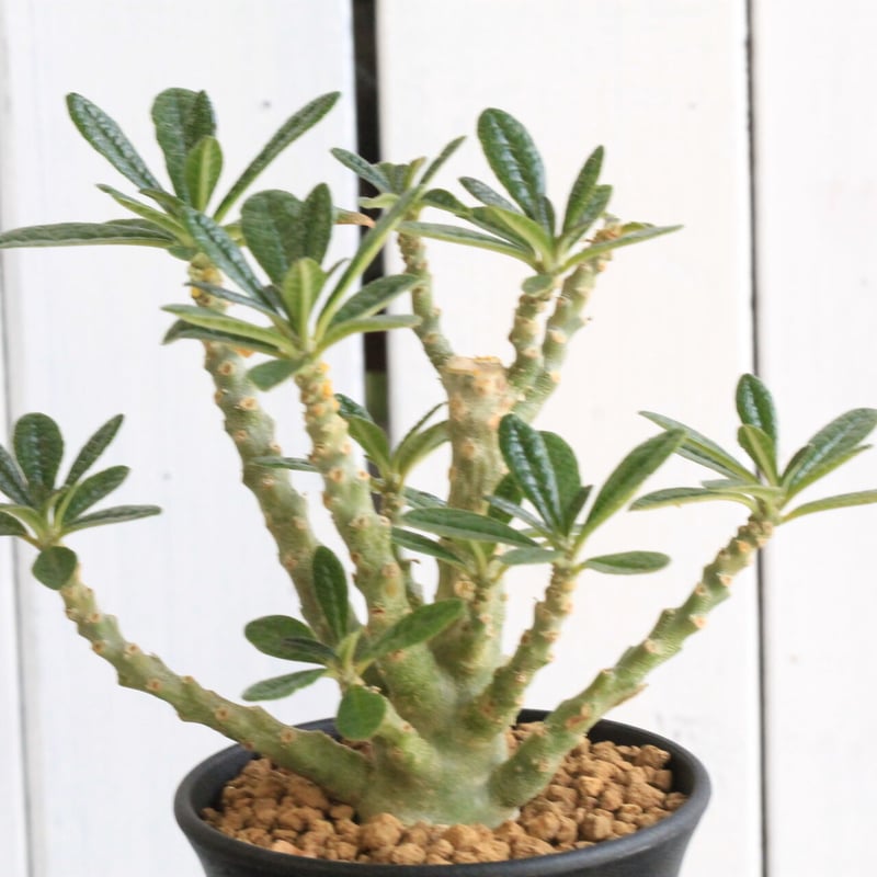 ドルステニア ギガス （挿し木 発根済み）