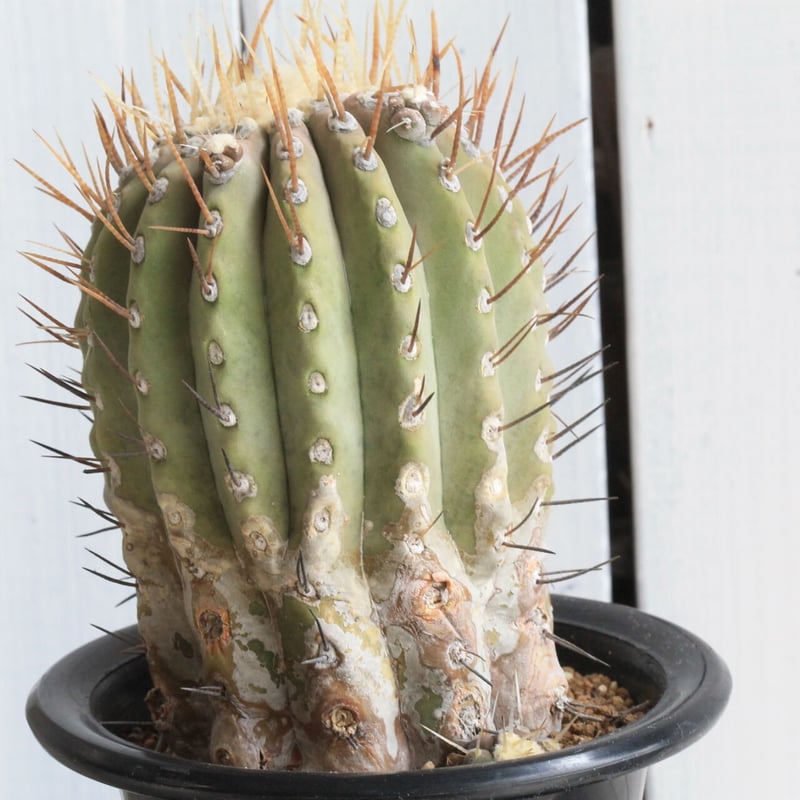 【強刺】【短刺黒王丸】コピアポア シネレア 短刺 黒王丸 輸入球 袖ヶ浦接ぎ降ろし A0948☆コピアポア シネレア