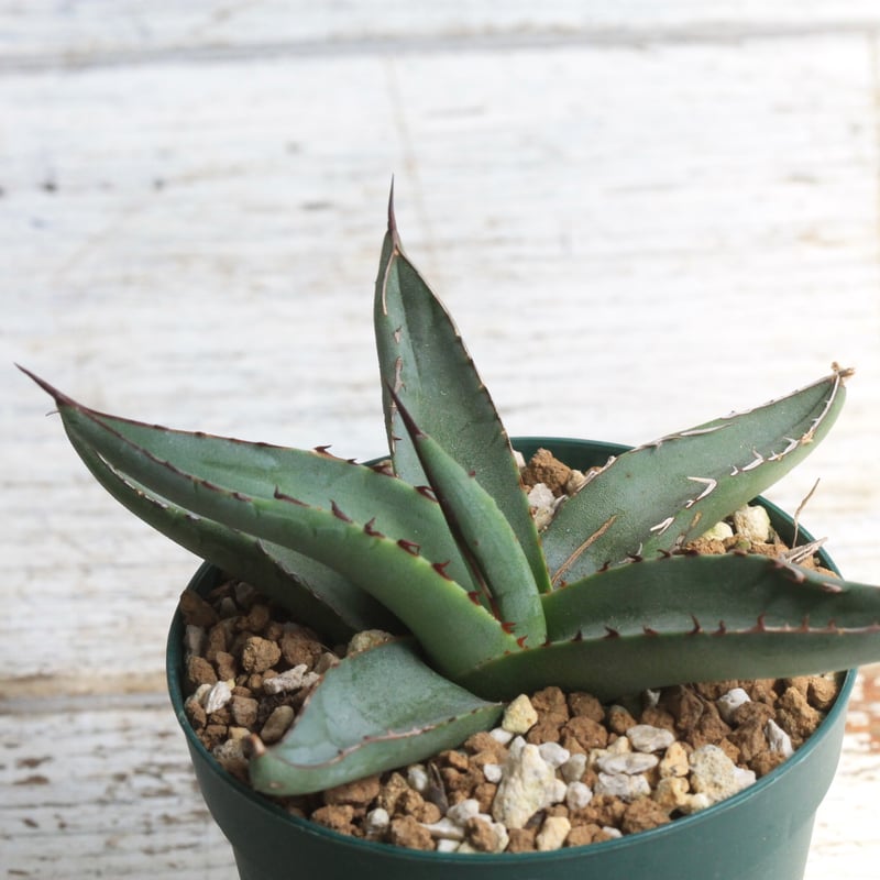 アガベ シャークスキン② | hanayoshi-botanical