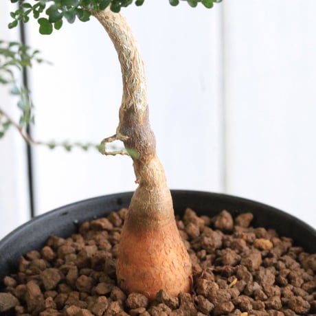オペルクリカリア　デカリー（実生）