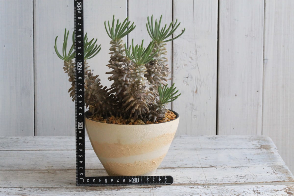 チレコドン　ワリチー　トリプルヘッド 現地球　大株　発根活着済み（鉢付き） チレコドン ワリチー トリプルヘッド 現地球 大株 発根活着済み