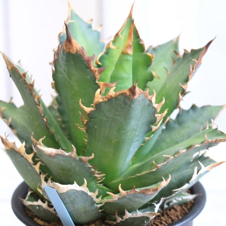 Agave レッドキャットウィーズル