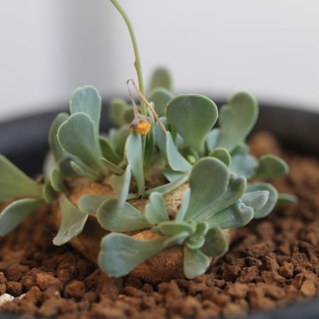 CATEGORY オトンナ | hanayoshi-botanical