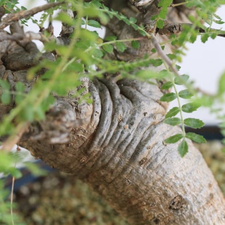 Boswellia ネグレクタ