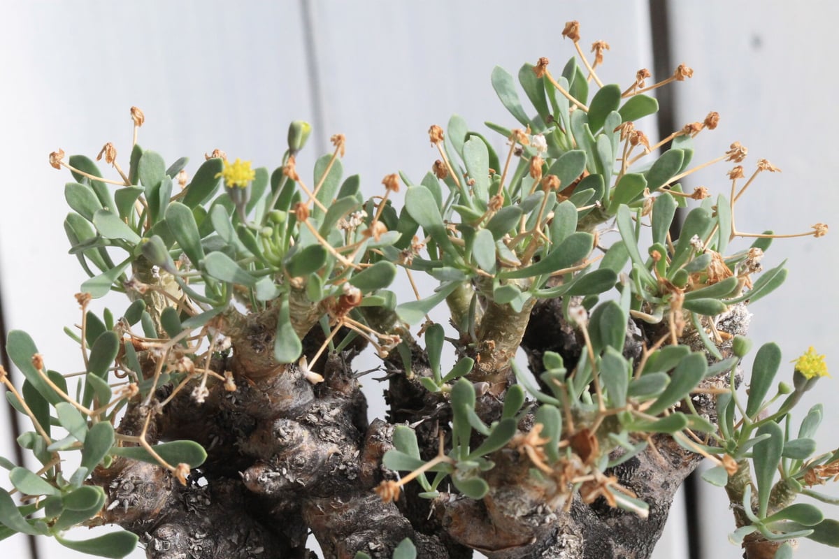 オトンナ ユーフォルビオイデス H.Y.Bオリジナルポット | hanayoshi