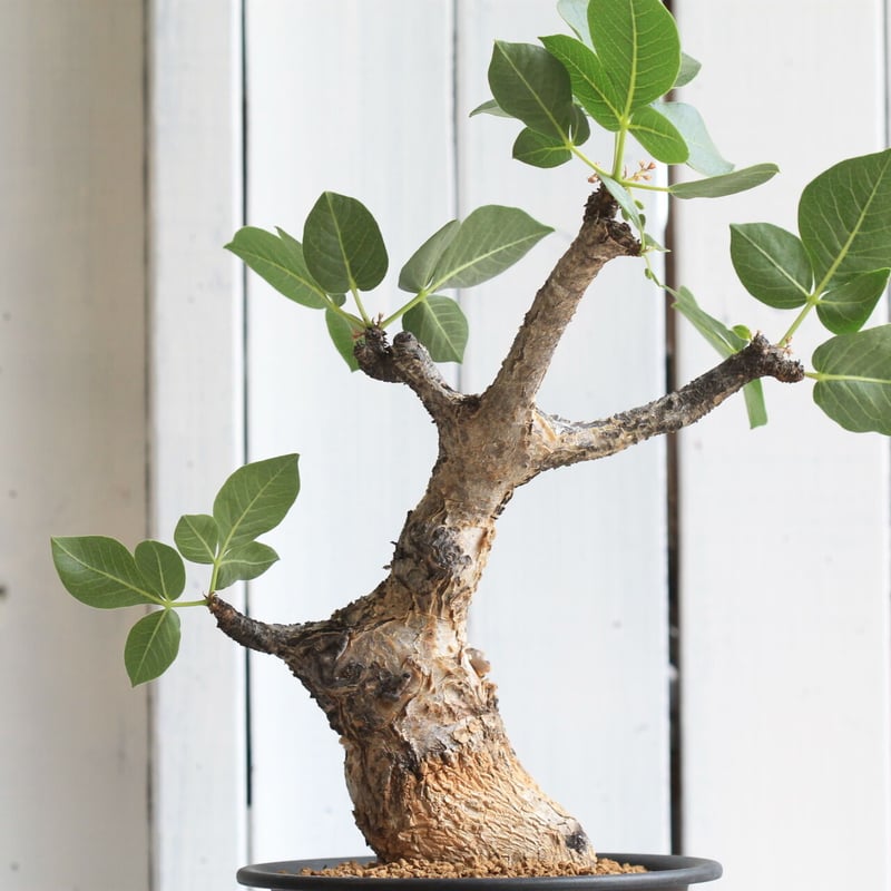 コミフォラ　グイドッティー　大株 こちらはCommiphora Guidottiの現地株。 グイドッティもこんな大