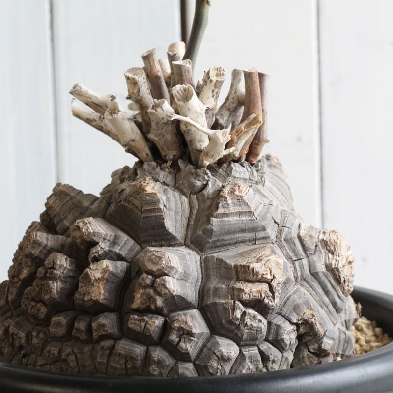 亀甲竜・ディオスコレア ディオスコレア 亀甲竜 | hanayoshi-botanical