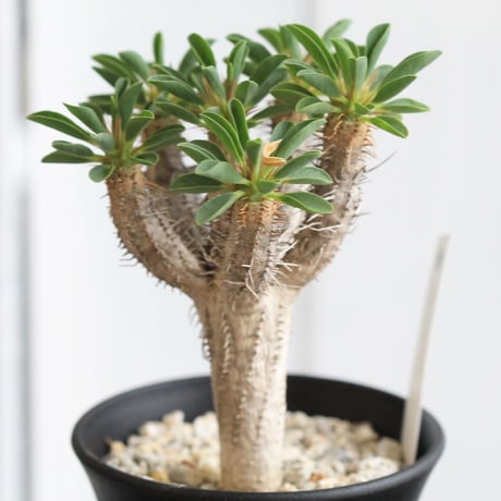 Euphorbia　ギラミニアナ