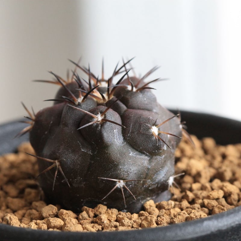 コピアポア デュラ | hanayoshi-botanical