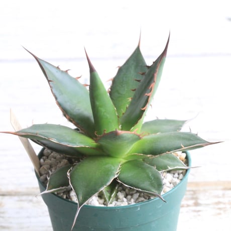 4月入荷 100粒+ アガベ ホリダ チョコレートソーン 種子 種 証明書あり1 4月入荷 100粒+ アガベ ホリダ チョコレートソーン 種子 種 証明書あり