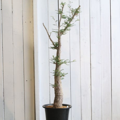 オペルクリカリア　ヒファエノイデス