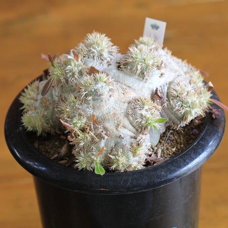 pachypodium brevicaule パキポディウム　恵比須笑い