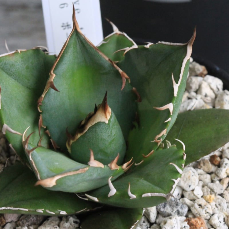 アガベ チタノタ FO076 ボールタイプ | hanayoshi-botanical