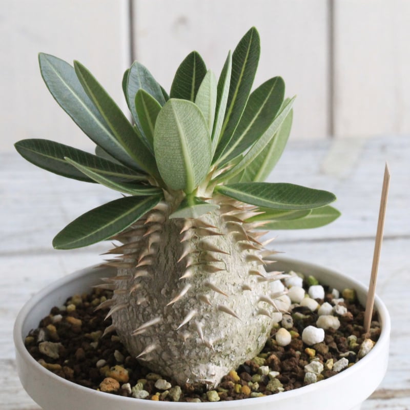 パキポディウム レウコキサンツム×タッキー② | hanayoshi-botanical