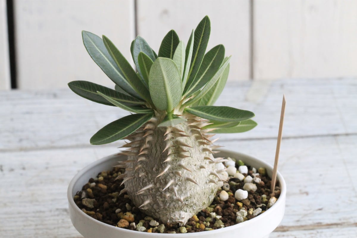 パキポディウム　レウコキサンツム パキポディウム レウコキサンツム×タッキー② | hanayoshi-botanical