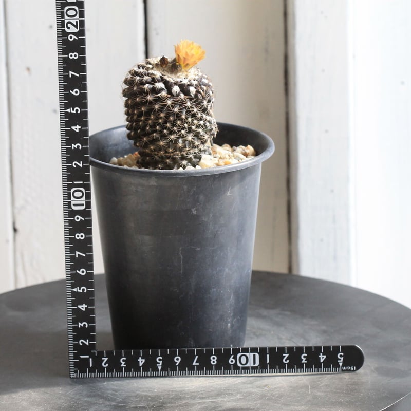 コピアポア テヌイシマ | hanayoshi-botanical