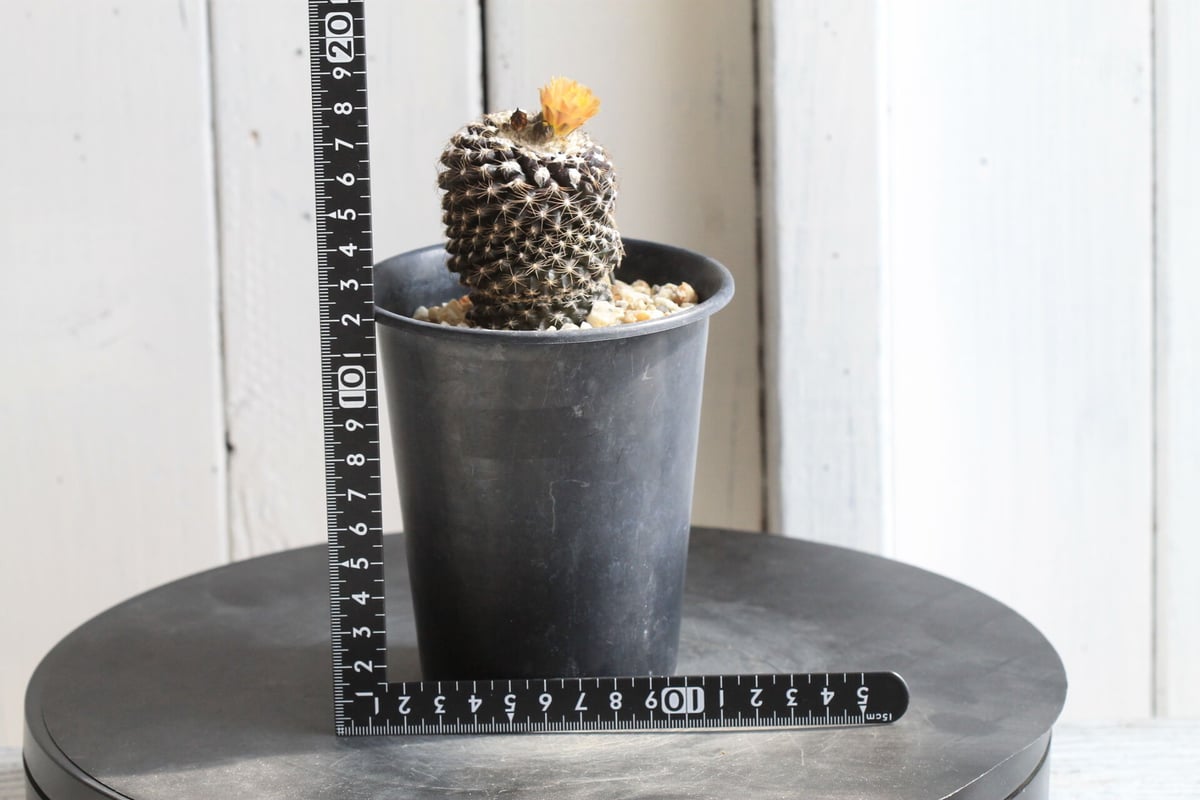Copiapoa コピアポア　テヌイシマ　テヌイッシマ　群生　仔吹　鉢のまま発送 Copiapoa コピアポア テヌイシマ テヌイッシマ 群生 仔吹 鉢の
