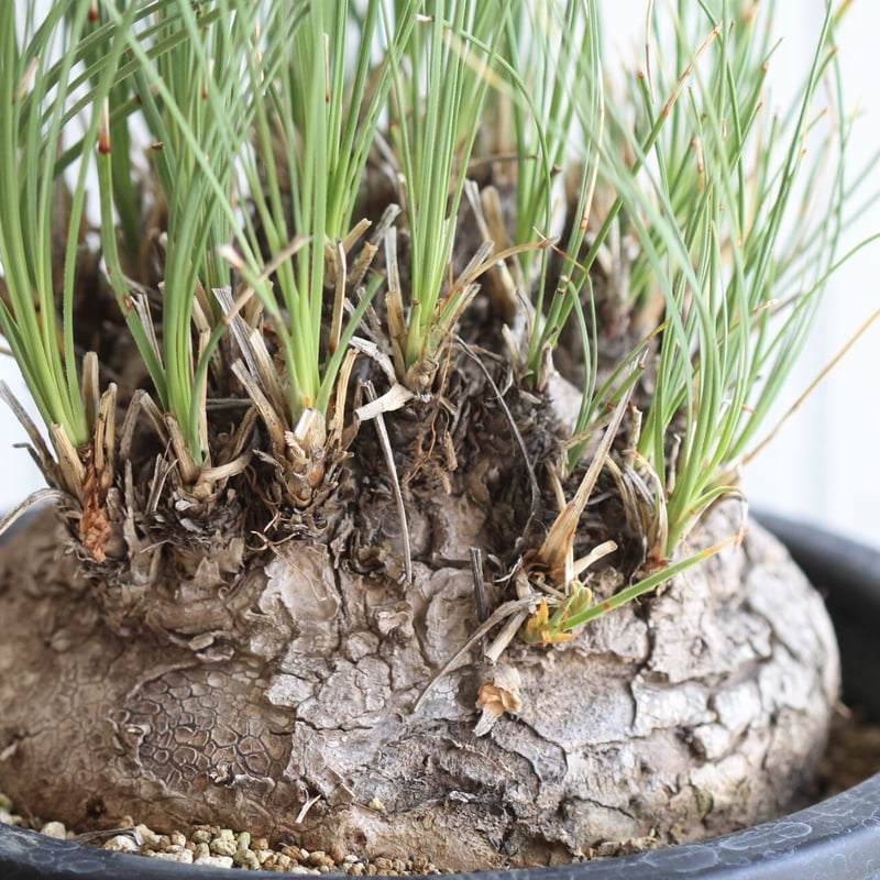 カリバナス　フーケリー fit=scale-down,w=1200