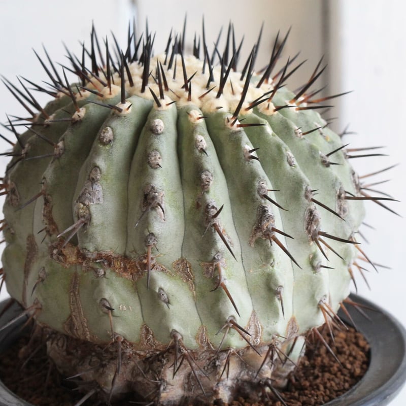 コピアポア 黒王丸（接ぎ木） | hanayoshi-botanical